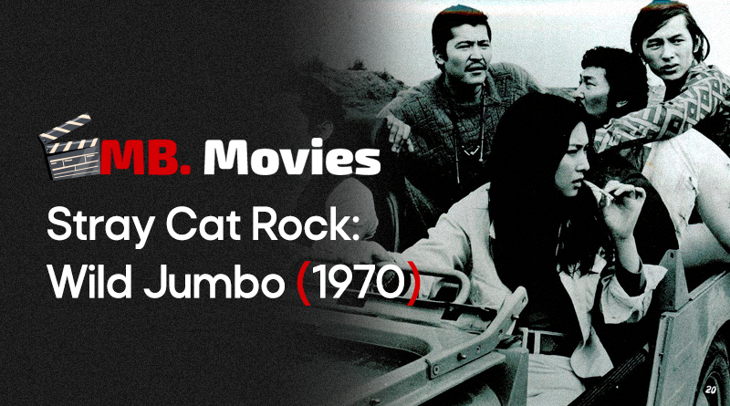 Stray Cat Wild - Site